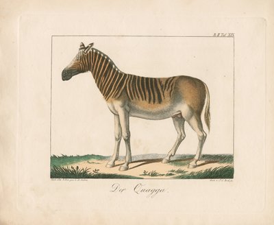 Quagga (elle renklendirilmiş taş baskı) by Ambrosius Gabler