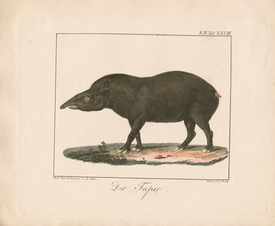 Tapir (elle renklendirilmiş taş baskı) by Ambrosius Gabler