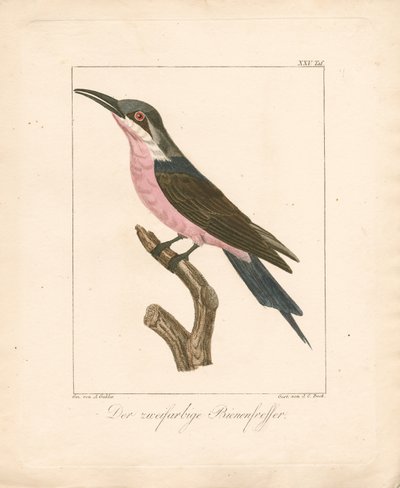 İki Renkli Arı Kuşu (elle renklendirilmiş taş baskı) by Ambrosius Gabler