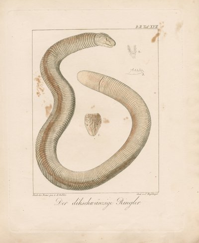 Kalın Kuyruklu Solucan Kertenkele (elle renklendirilmiş bakır levha gravür) by Ambrosius Gabler