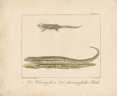 Türk Gecko ve Ocellated Skink (elle renklendirilmiş bakır levha gravür) by Ambrosius Gabler