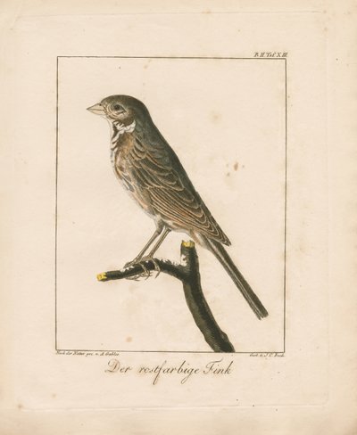 Yellowhammer (elle renklendirilmiş bakır levha gravür) by Ambrosius Gabler