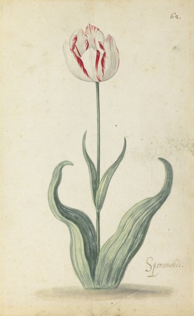 "Speramondi" lale, bir çiçek albümünden, c.1640 by Ambrosius the Younger Bosschaert
