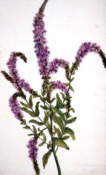 PD.128-1973f.11 Mor Çivili Söğüt Bitkisi (Epilobium) 1787 (suluboya ve guaj) by Amelia Fancourt
