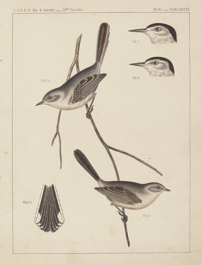 Kuşlar - U.S.P.R.R. Tecrübe. & Anketler, 35. Paralel by American 19th Century