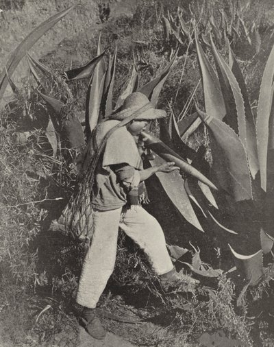 Meksikalı Pulque Toplayıcı (s/b fotoğraf) by American Photographer (after)