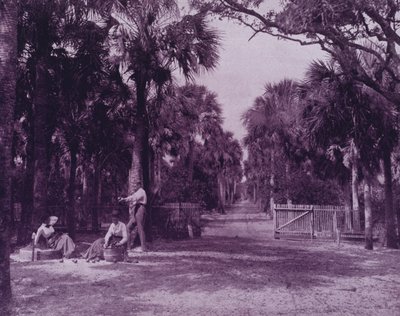 Florida, Palatka yakınlarında bir Palmetto Glade (s/b fotoğraf) by American Photographer (after)