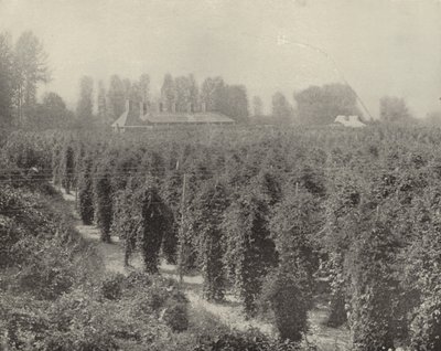 Bir Washington Hop Yard (s/b fotoğraf) by American Photographer (after)