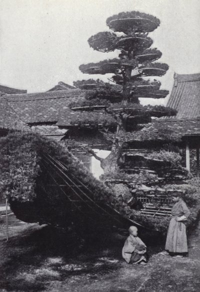 Tekne şeklinde eğitilmiş bir çam ağacı (s/b fotoğraf) by American Photographer (after)