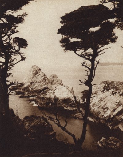 Kaliforniya: Monterey Selvi (s/b fotoğraf) by American Photographer (after)