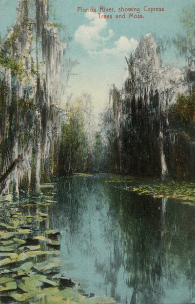 Florida Nehri, Selvi Ağaçları ve Yosunları gösteriyor (fotoğraf) by American Photographer (after)