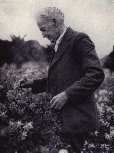 Luther Burbank çiçeklerinin arasında (s/b fotoğraf) by American Photographer (after)