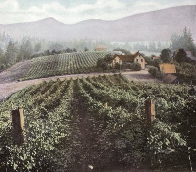 Oregon: Willamette Vadisi