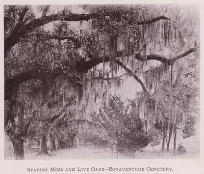 Espagne Moss na Live Oaks, Irimbi rya Bonaventure (b / w ifoto) by American Photographer (after)