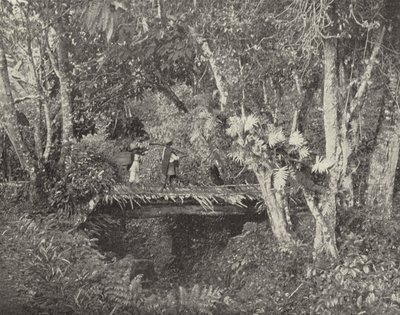 Vera Cruz Eyaletinde Tropikal Manzara, Meksika (s/b fotoğraf) by American Photographer (after)
