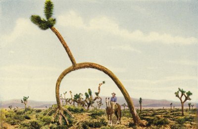 Mojave Çölü