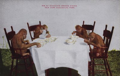 Eğitimli orangalar yemek yerken, New York Zooloji Parkı (renkli fotoğraf) by American Photographer