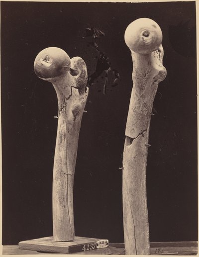  by American Photographer