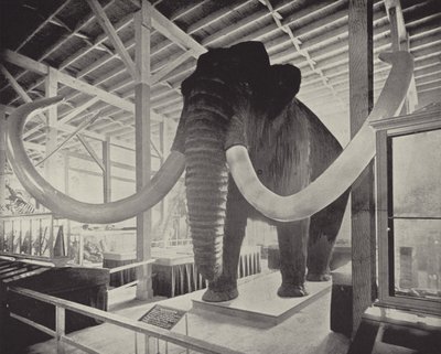 Büyük Sibirya Mamutu by American Photographer