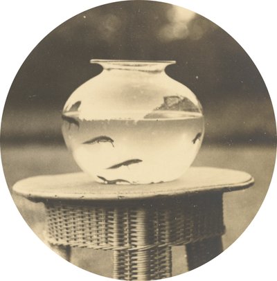 İsimsiz (Fishbowl),c. 1888 (fotoğraf) by American Photographer