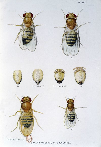 Abeilles - “” Drosophila melanogaster genetiğine katkılar””, Thomas H. Morgan by American School