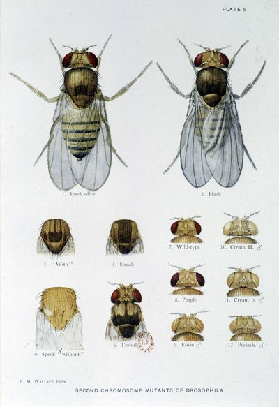 Abeilles - “” Drosophila melanogaster genetiğine katkılar””, Thomas H. Morgan by American School