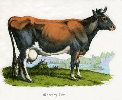 Hayvanların Doğal Tarihinden Alderney İneği by American School