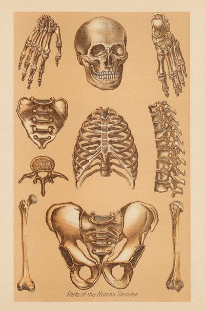 İnsan İskeletinin Anatomik İncelenmesi by American School