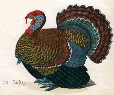 Bir Türkiye