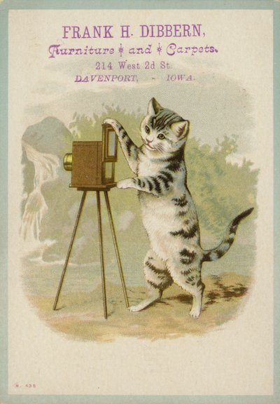Fotoğraf Çeken Kedi by American School