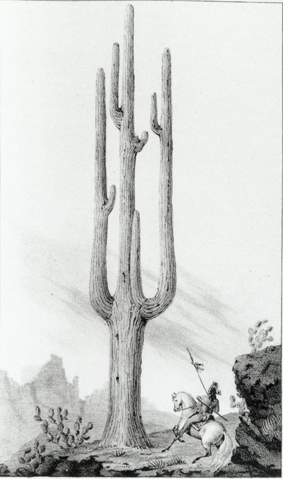 Cereus Devi by American School