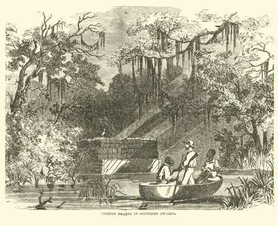 Güney Bataklıklarındaki pamuk yığınları, Temmuz 1862 by American School