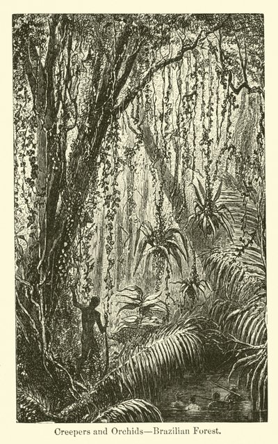 Sürüngenler ve Orkideler, Brezilya Ormanı by American School