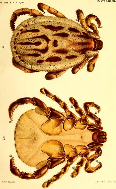 Erkek Dermacentor reticulatus, "Amerika Birleşik Devletleri