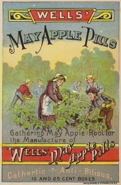 Mayıs Elma Kökleri Toplama by American School