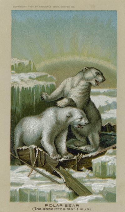 Kutup Ayısı, Thalassarctos Maritimus (chromolitho) by American School