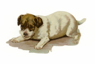köpek yavrusu oynuyor by American School