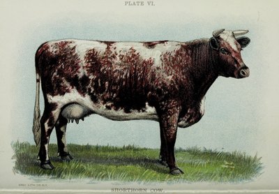 Kısa boynuzlu inek, Jacob Biggle tarafından yazılan "Biggle Cow Book"tan, 1898 by American School