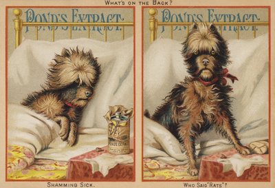 Yatakta Hasta Köpek by American School