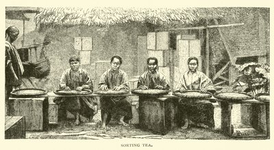 çay sıralama by American School