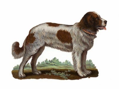 Aziz Bernard Köpek by American School