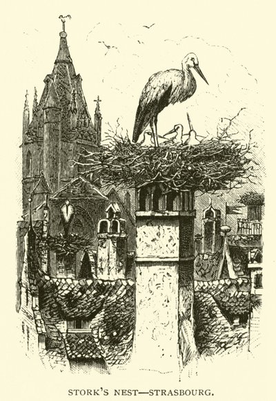 Leylek yuvası, Strasbourg by American School