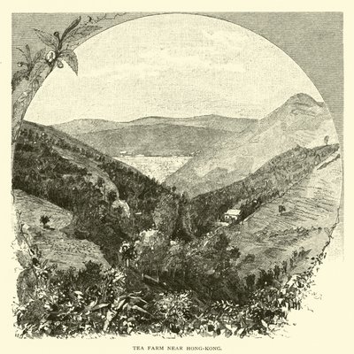 Hong Kong yakınlarındaki çay çiftliği by American School