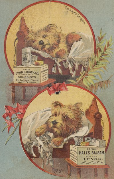 Yatakta Teriyer Köpeği by American School