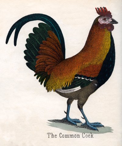 Ortak Horoz by American School