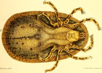 Argus Miniatus