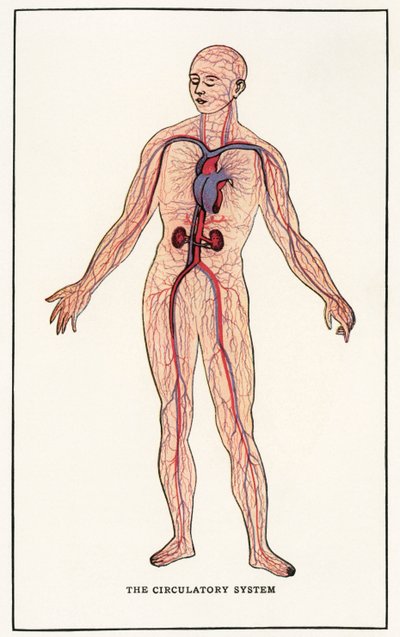 İnsan Dolaşım Sisteminin Vintage Anatomik Baskısı by American School