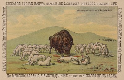 Bir bufalo boğa saldıran beyaz kurtlar by American School