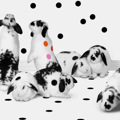 Tavşanlar 02, 2018 (fotoğraf) by Ana Carolina Tavares Mizrahi