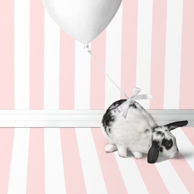 Tavşanlar 04, 2018 (fotoğraf) by Ana Carolina Tavares Mizrahi